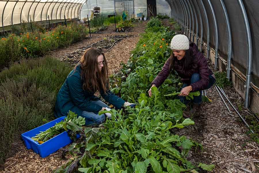 Students tending to Knox Campus farm.